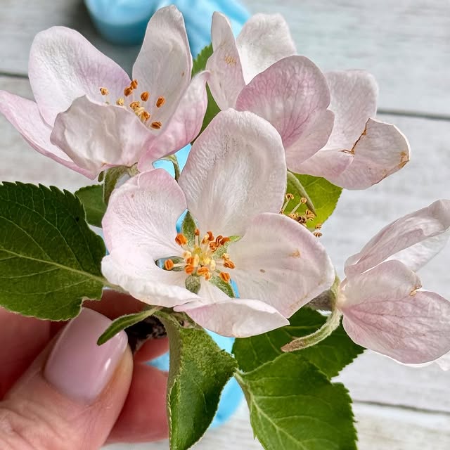 Post by svetasaz_flowers