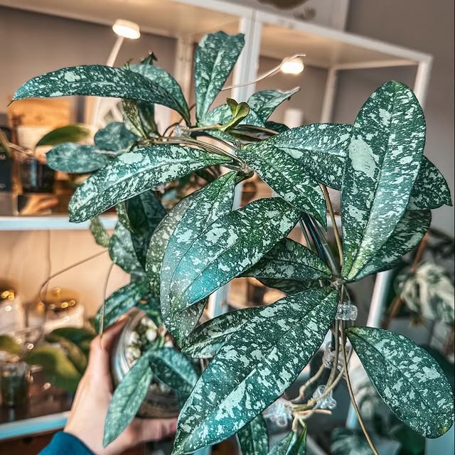 Post by my_plant_haven