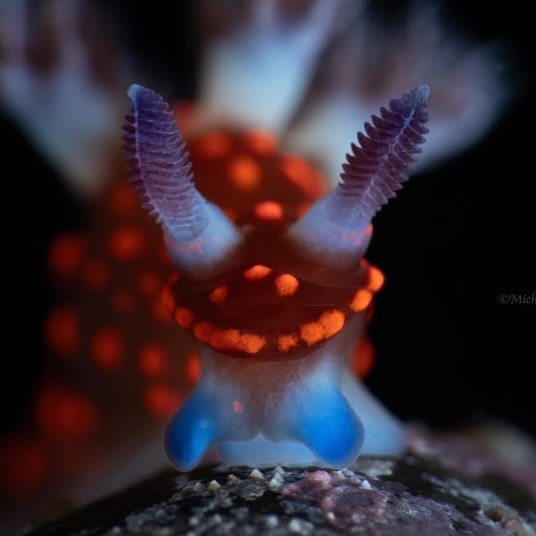 Post by fishportrait