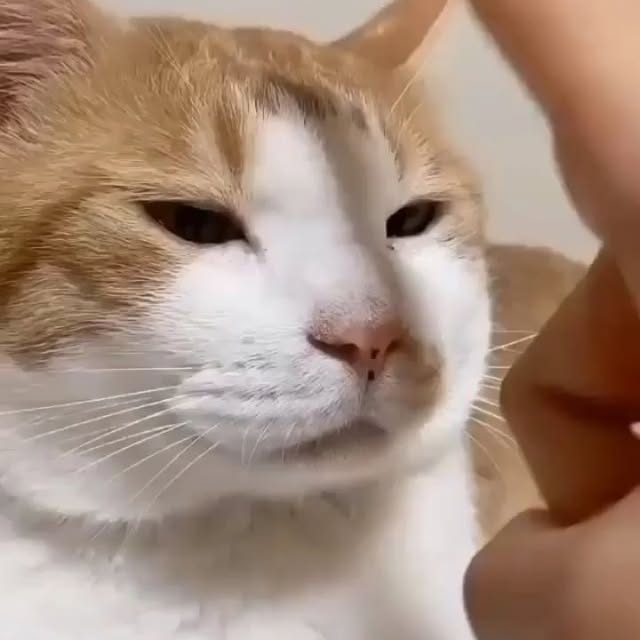 Post by bestcatsfans