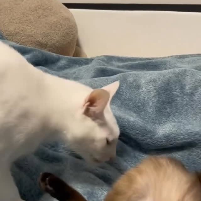 Post by dailycats.co