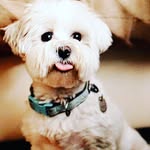 Rafab🐾's profile picture