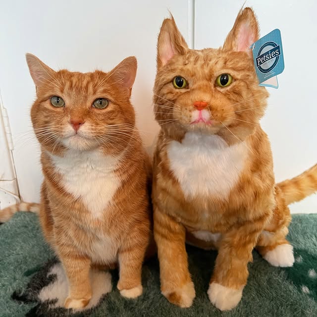 Post by a_ginger_cat_named_rascal