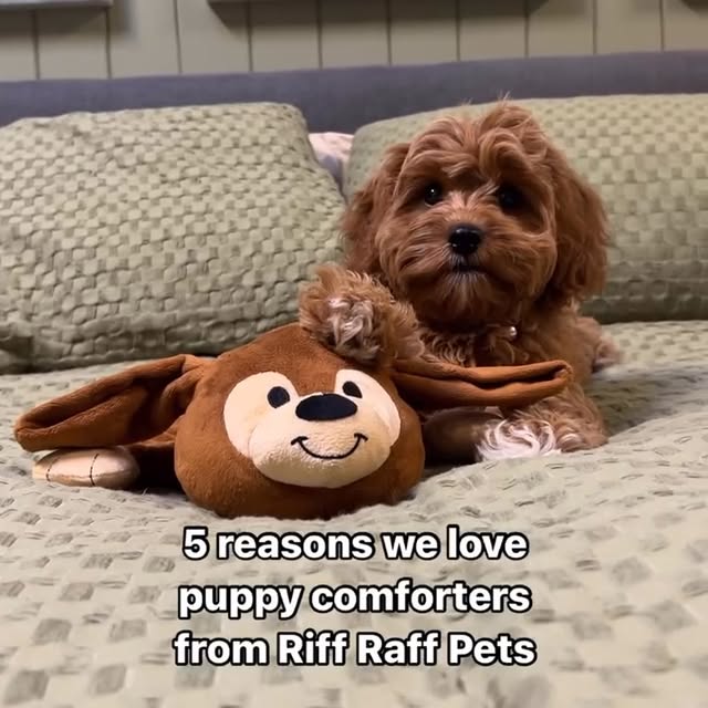 Post by riffraffpets