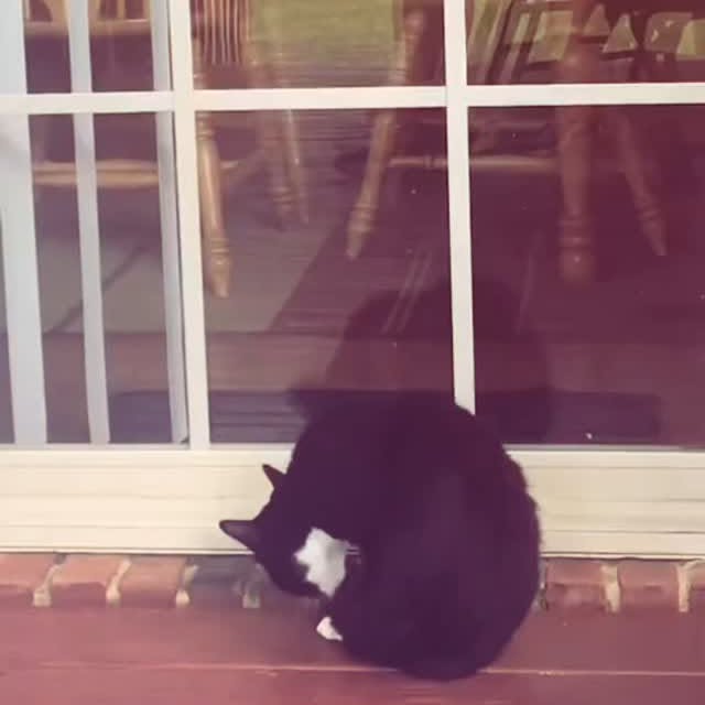 Post by zueirapetsoficial