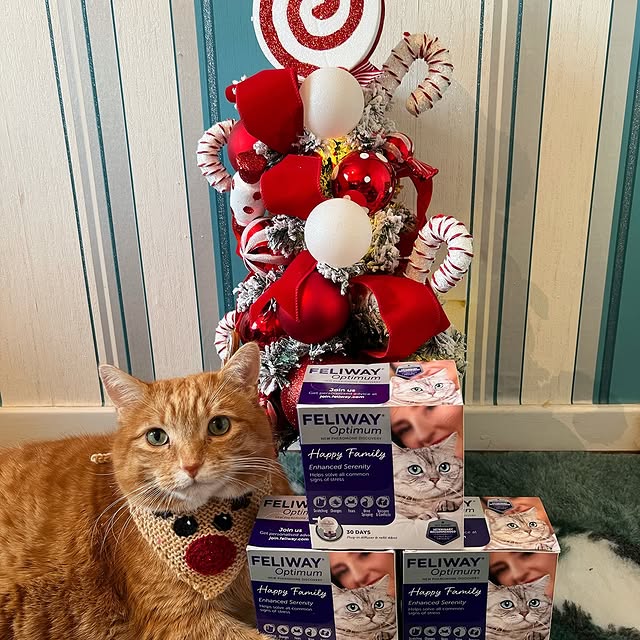 Post by a_ginger_cat_named_rascal