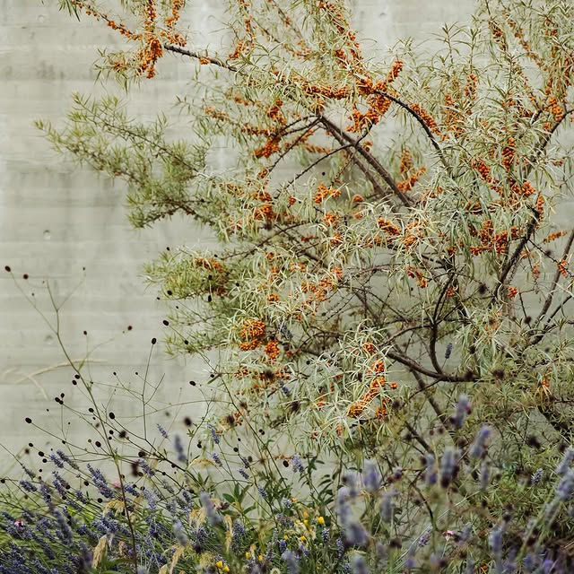 Post by botanica_design