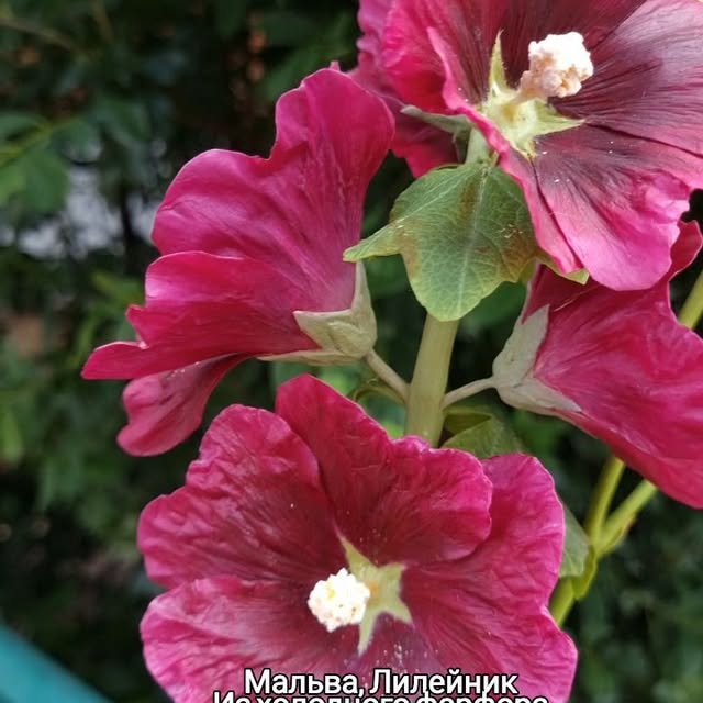 Post by galinakhabibova