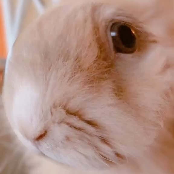 Post by rescuedogeso