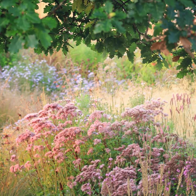 Post by vill_hageglede