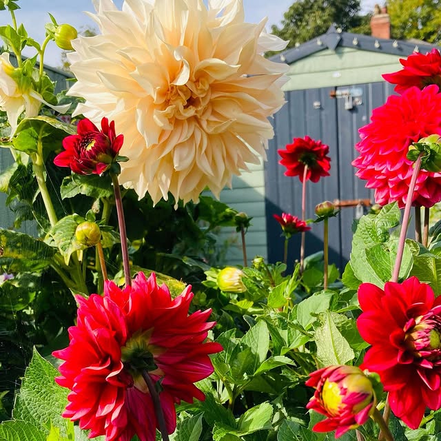 Post by bibbys_home_and_garden