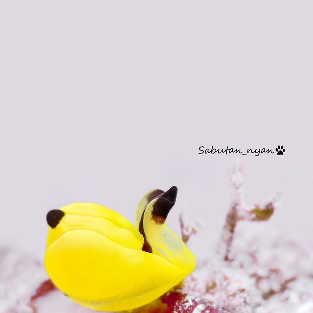 Post by sabutan_nyan