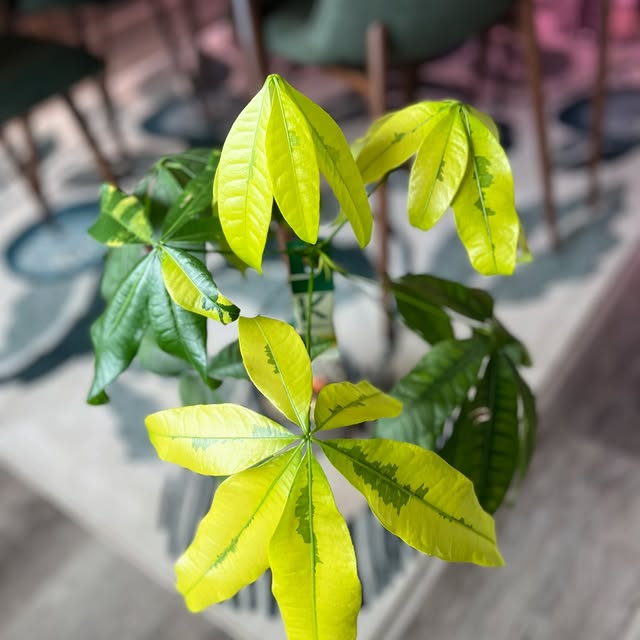 Post by alltheplantys