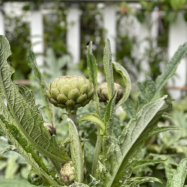 Post by hedge.garden.design.nursery