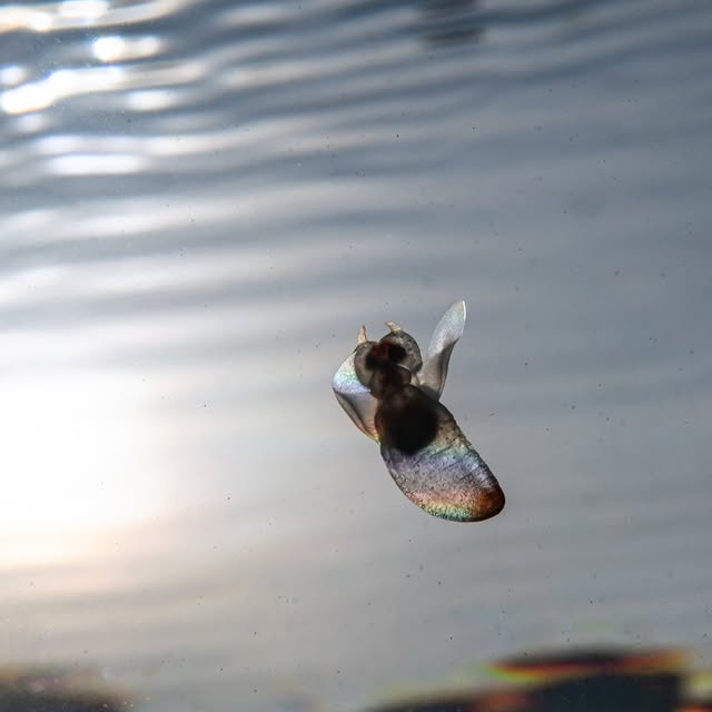 Post by shota_gorillahouse