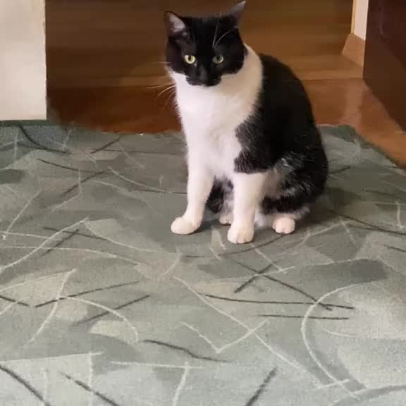 Post by animals_humor_ua