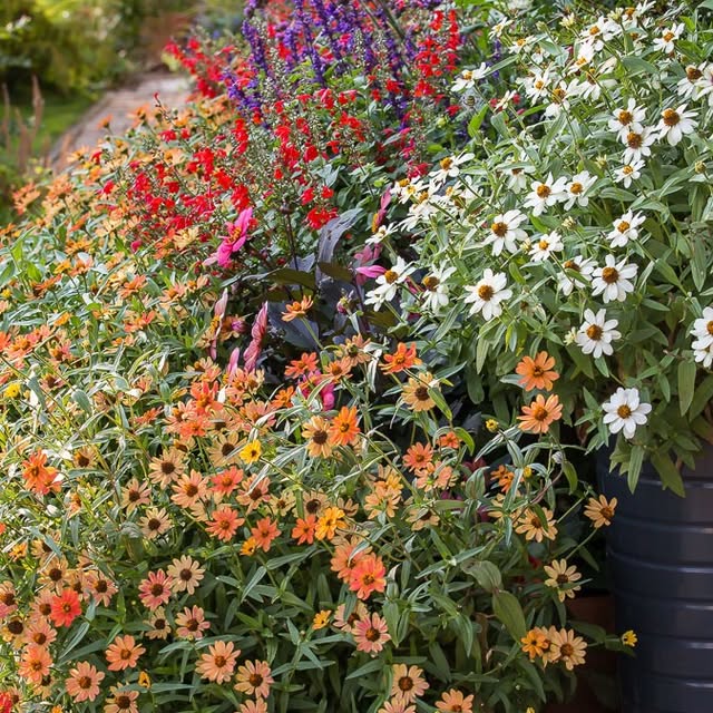 Post by rosannacastrinigardens