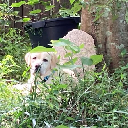 Post by labrador.rescue.australia