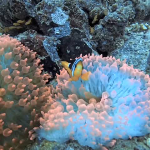 Post by kingkongdivingsg