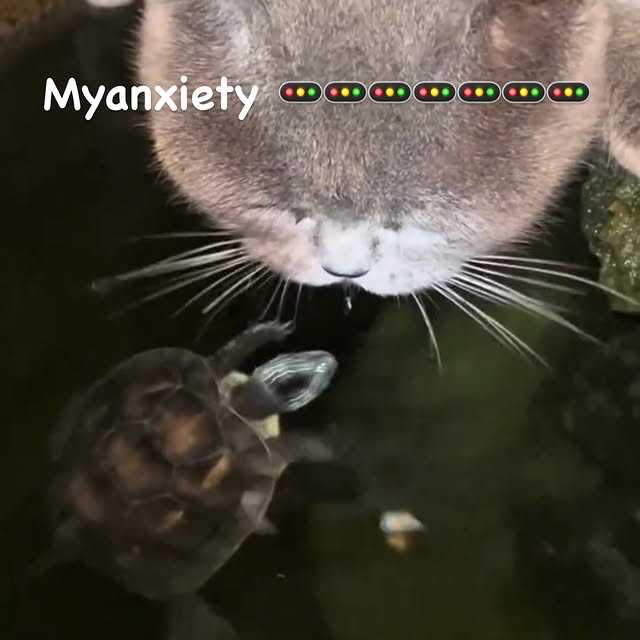 Post by cute.cat.inst