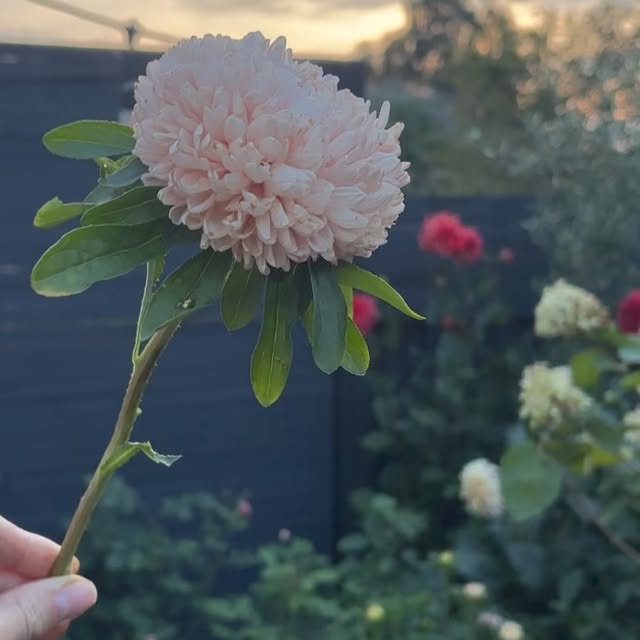 Post by charlies_blooms