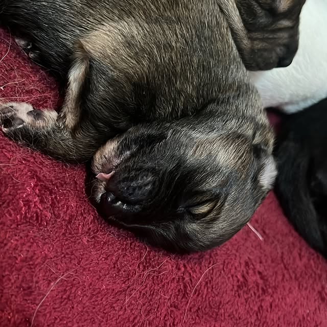 Post by casalpetfamily