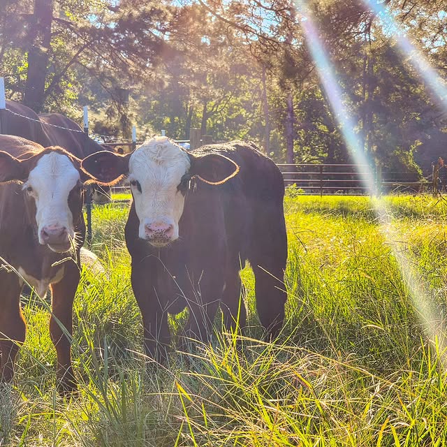 Post by thecrowdedfarmhouse