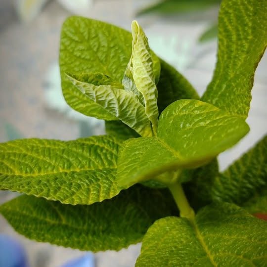 Post by territoryofflowers