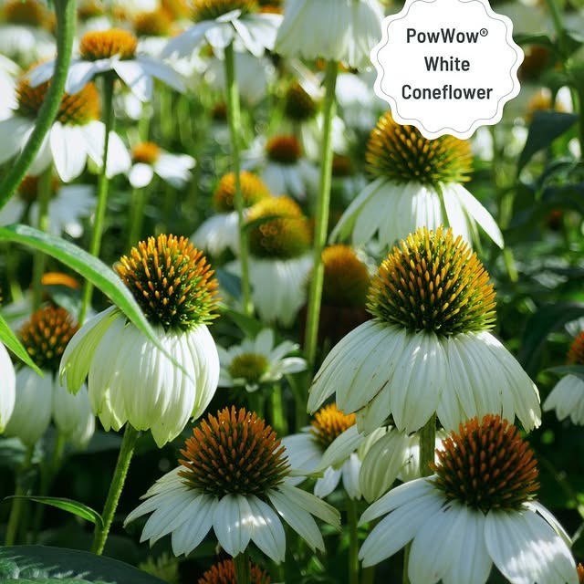 Post by greatgardenplants