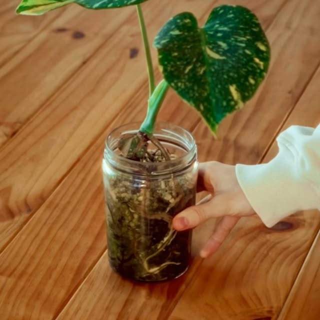 Post by aureumbotanicals