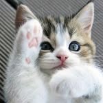 kittiez_charms