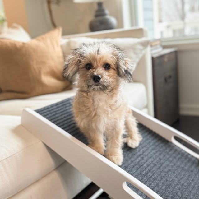 Post by carlsonpetproducts
