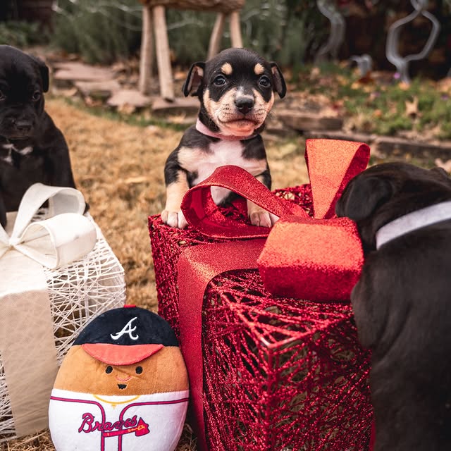 Post by andreia.albies