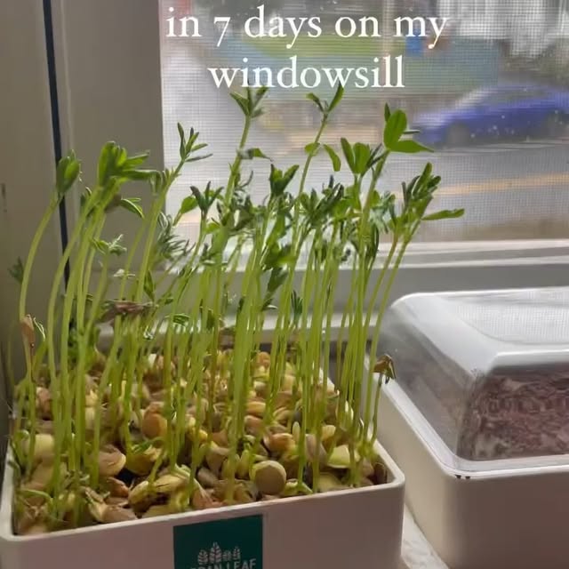 Post by geturbanleaf