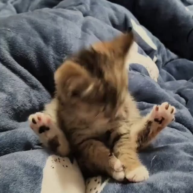 Post by houseofkittyss