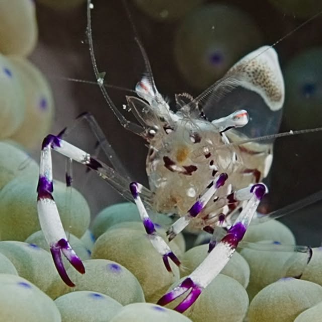 Post by uw.ocean.visuals