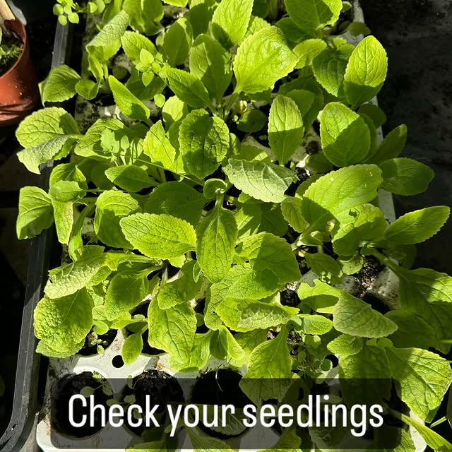 Post by suekentathome