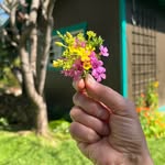 Marla Frazee's profile picture