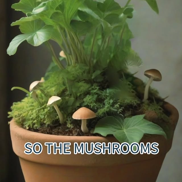 Post by geturbanleaf