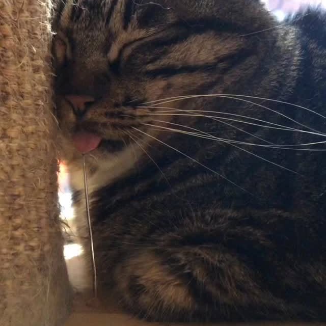 Post by cat.memes.hub