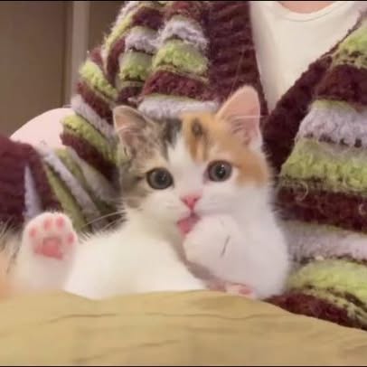 Post by houseofkittyss