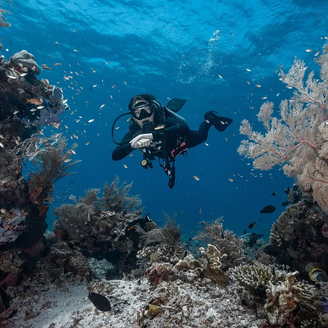 Post by mantarheidivecenter