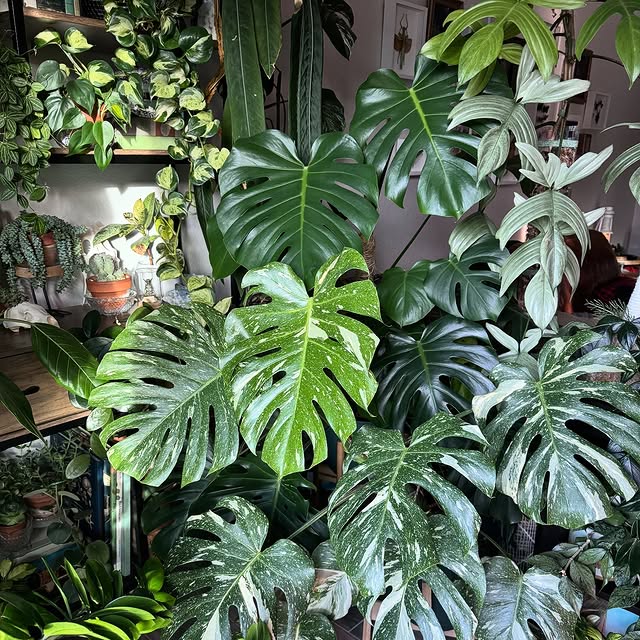 Post by agothicarygardens