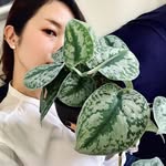 Yuka Suno House plants Scindapsus's profile picture