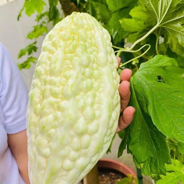 Post by leebeewah_huajie