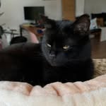 kang.'s profile picture