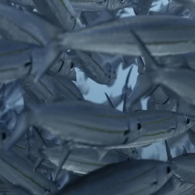 Post by jakemasondiving