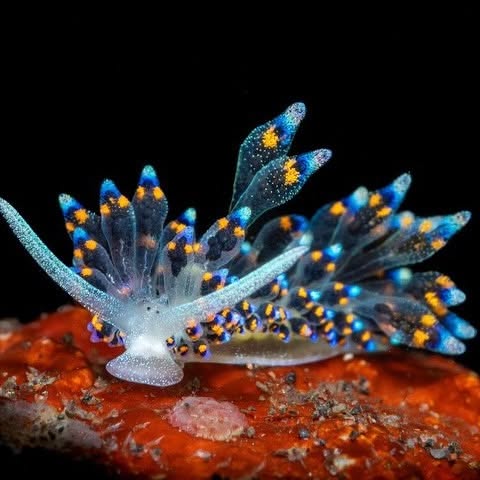 Post by fishportrait