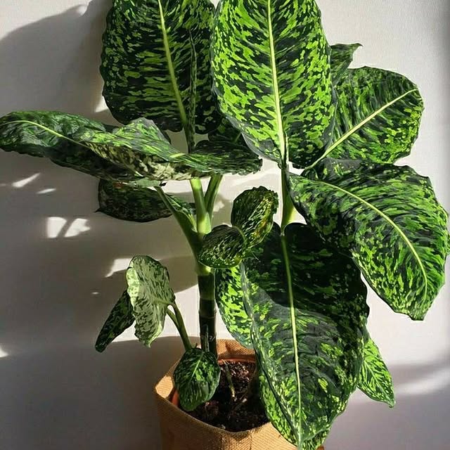 Post by plant_lovers4