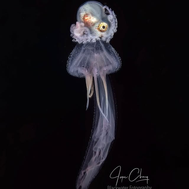 Post by fishportrait